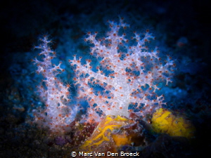 firedots by Marc Van Den Broeck 